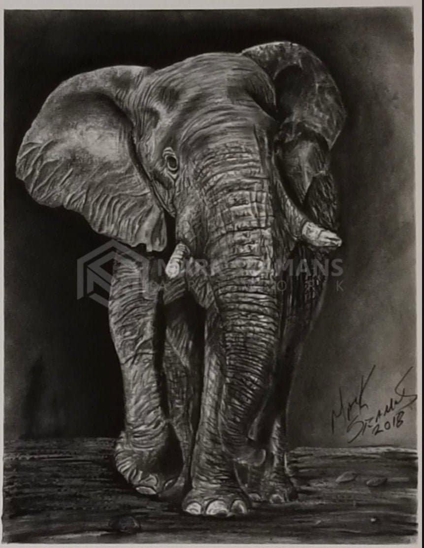 Elephant Charcoal Portrait