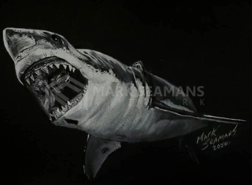 Great White Shark Charcoal Portrait