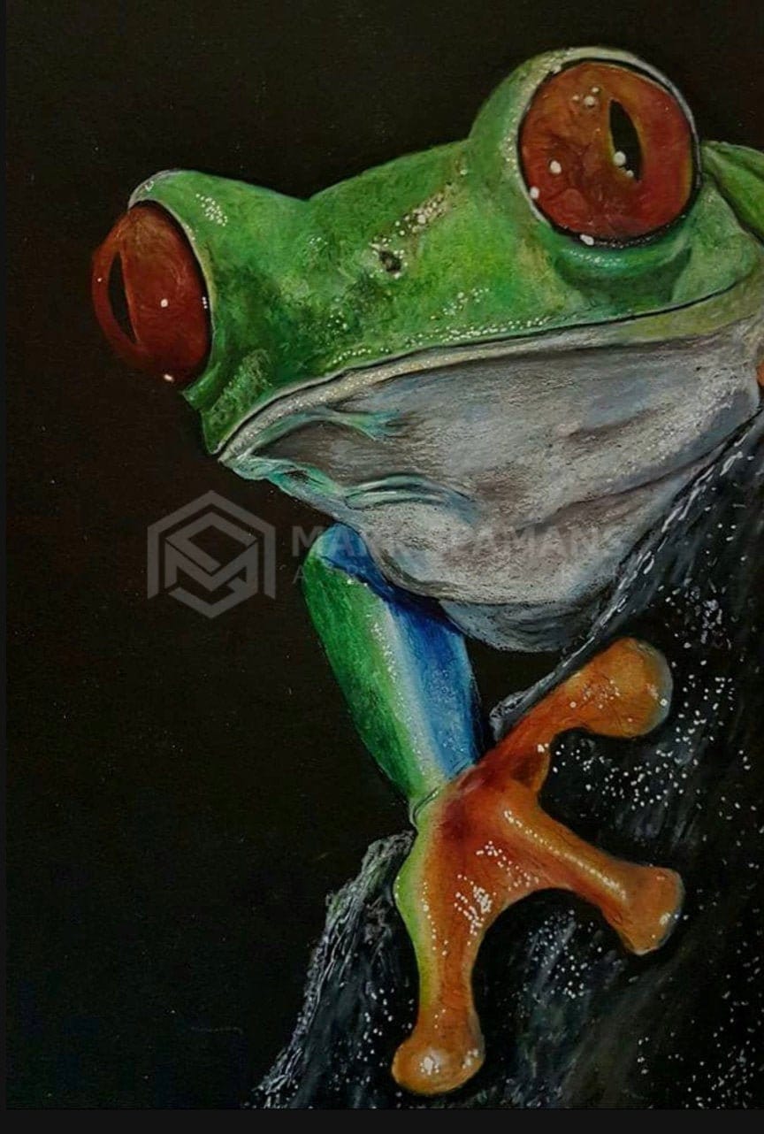 Tree Frog Pencil Crayon Portrait