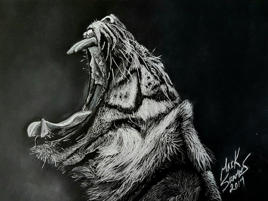 White Tiger  white Charcoal Portrait