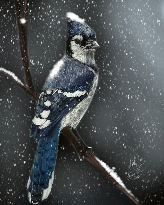 Blue Jay