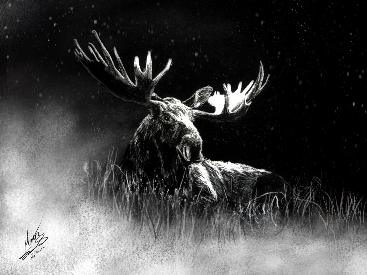 Lazy Moose in morning mist