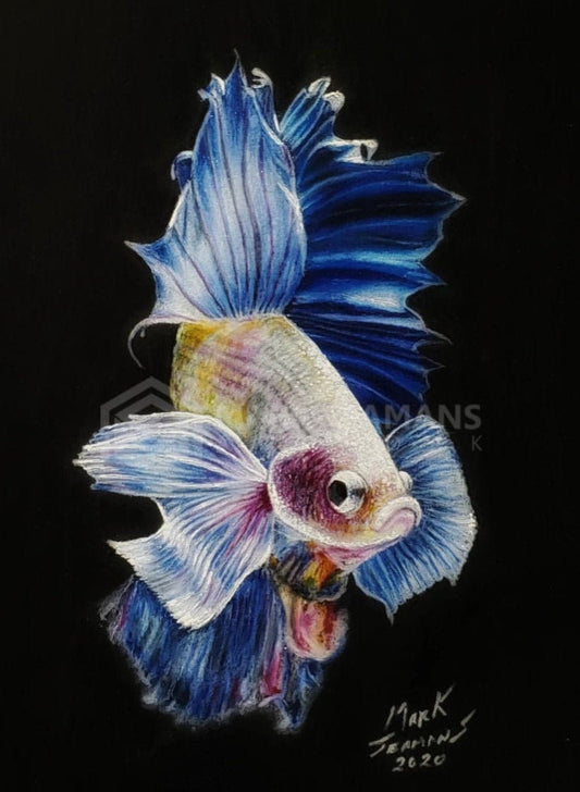 Betta Fish Pencil Crayon Portrait